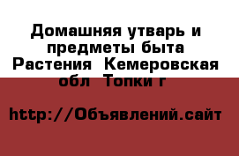 Домашняя утварь и предметы быта Растения. Кемеровская обл.,Топки г.